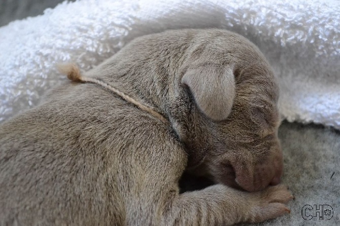 Du Pré De La Demoiselle - Les premières photos des chiots