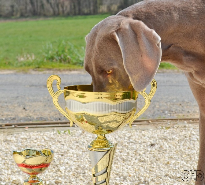 Du Pré De La Demoiselle - Exposition de Périgueux Spéciale de race : Houna obtient son 1er CACIB