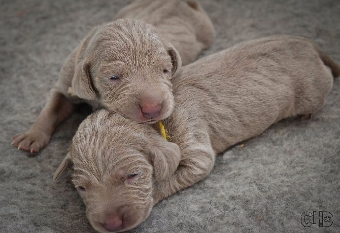 Du Pré De La Demoiselle - Les premiers chiots ouvrent leurs yeux