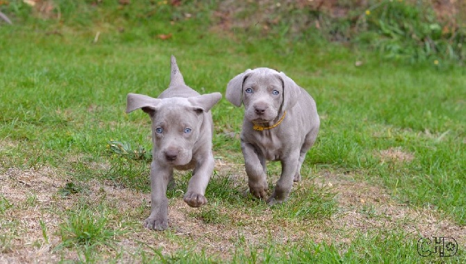 Du Pré De La Demoiselle - Des nouvelles des chiots à 6 semaines...